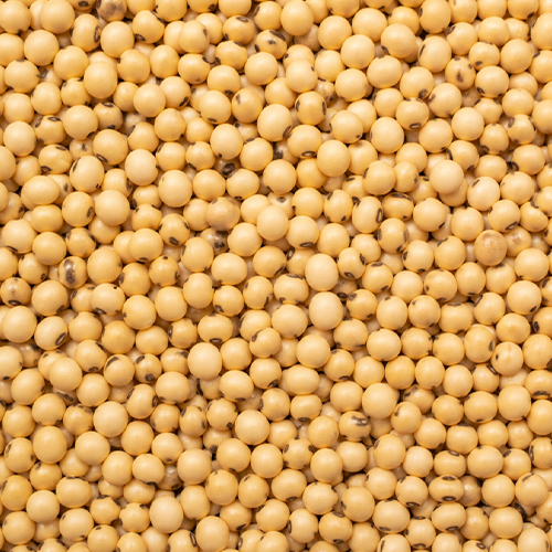 Soyabeen commodity image