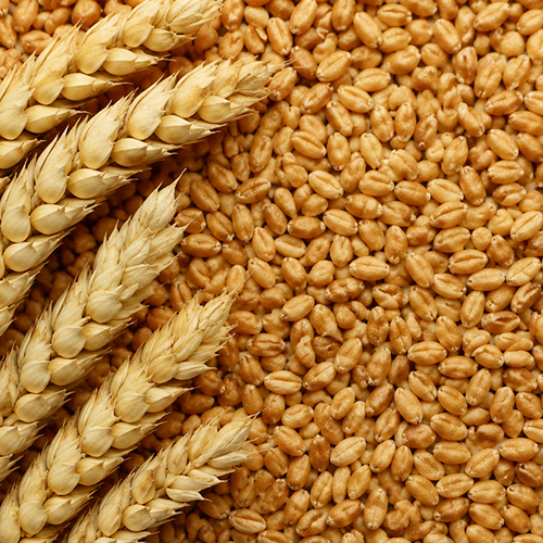 Wheat commodity image