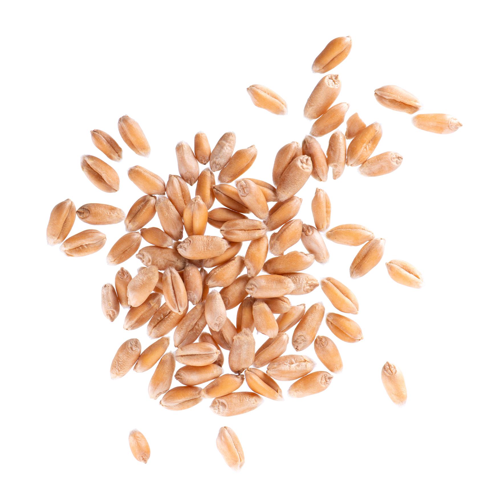 Barley commodity image